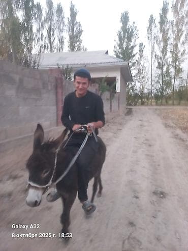 Осёл (молодой, компактного роста) - Порода/тип: домашний осёл