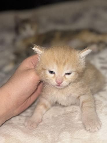 новорожденные котята: Отдам очаровательных котят в добрые и заботливые руки 🤍 Родились 18 — 7