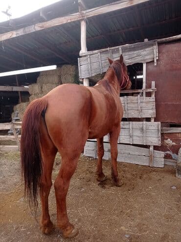 Кемирүүчүлөр: Сатам | Жылкы (эркек) | Жумушка — 1