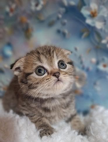 Продажа кошек: Скотиш Фолд (Шотландская вислоухая), 2 месяца, Девочка, Приучена к лотку, Проглистована — 2