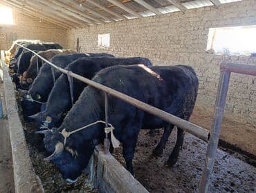 Уйлар, букалар: Сатам | Бука (эркек) | Бордоп семиртүү үчүн — 6