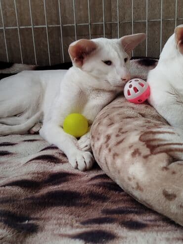 наполнители для кошек: Ориентальная, 4 месяца, Мальчик, Белый, Приучена к лотку, Проглистована, С документами — 18
