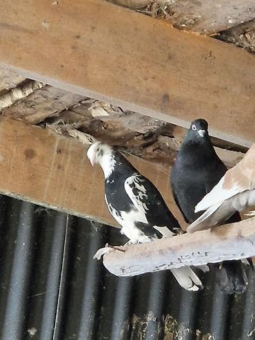 ящик для хранения: Порода: СРОЧНО МОГУ ПРОДАТЬ ОПТОМ ЦЕНОЙ НЕ ОБИДЕМ декоративные голуби — 3