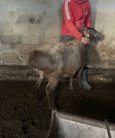 Аквариумы: Продаю | Овца (самка) | Для разведения | Ярка — 3