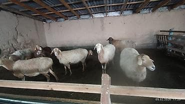 вьетнамские поросята: Продаю | Овца (самка) | Полукровка | Для разведения | Матка — 4