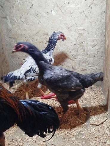 дончак кулун: Сатам | Тооктор — 1