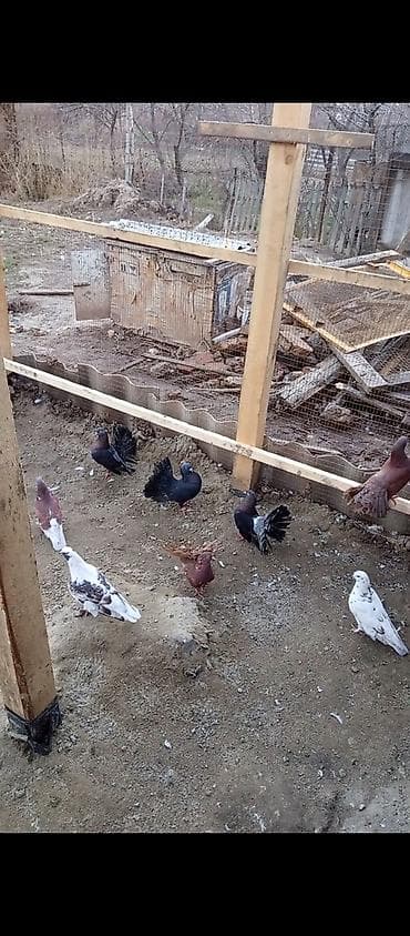 голубей бишкек: Павлины-голуби (декоративные) цена за пару 2500 тыс сом обращаться по — 5