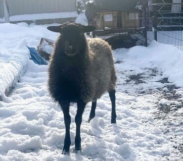 сколько стоит щенок золотистого ретривера: Продаю | Овца (самка), Ягненок, Баран (самец) | Гиссарская, Арашан, Романовская | На забой, Для разведения, Для шерсти | Племенные, Котные, Осеменитель — 2