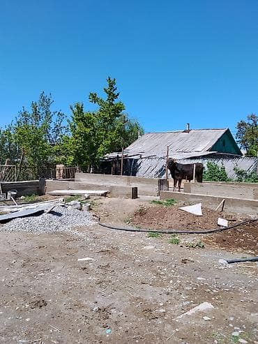 рамка для пчелы: Продаю | Бык (самец) | На откорм | Племенные — 5