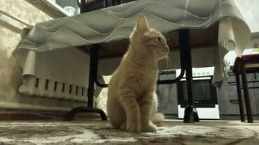 отдам кошечку в добрые руки: 4 месяца, Девочка, Проглистована — 4