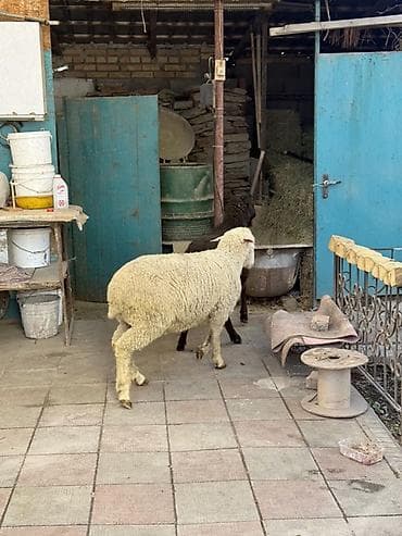 кролик фландер: Продаю | Баран (самец) | Меринос | На забой, Для шерсти | Кастрированные — 3