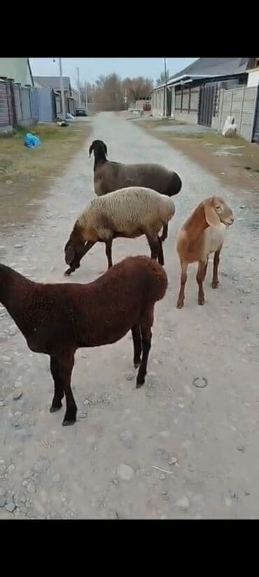 наполнитель для животных: Продаю | Ягненок, Баран (самец) | Арашан | На забой, Для разведения, Для шерсти | Племенные, Осеменитель — 2