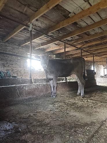 джерси корова: Продаю | Корова (самка) | Для разведения | Привязанные — 1