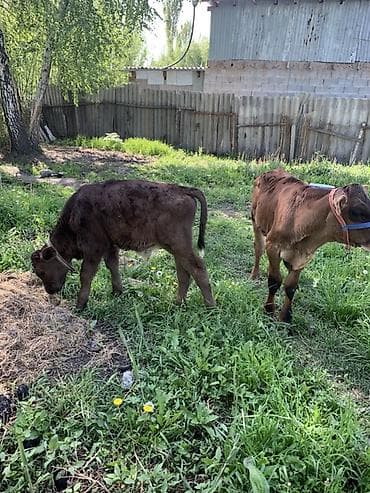 жаны уйлор: Сатам | Музоо | Аргын | Бордоп семиртүү үчүн | Байланган — 5