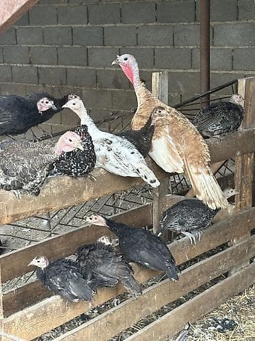 хомяки бишкек: Сатам | Ургаачы күрп (ургаачы), Эркек күрп, Балапан күрп | Аргын, Кара ханзаада, Түндүк Кавказ | Союуга, Көбөйтүү үчүн — 1