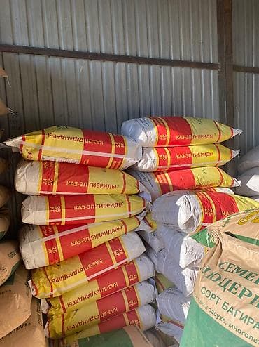 нут цена бишкек: Жугору урук семена 🌽 силос Манас 1000 Ала-тообудан гарантия100%малга — 3