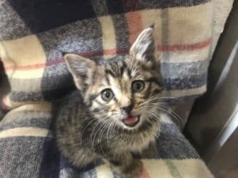 наполнитель для кошек: Кошка даром: Беспородная, 2 месяца, Девочка — 10