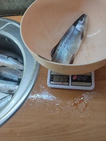 сомики для аквариума: Продаю форель (молодь) 🐟Вес: 250–300 гВыращена в  речной воде Рыба — 7