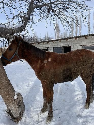 голубь птица: Продаю | Жеребенок | На забой, Для разведения | Племенные — 1