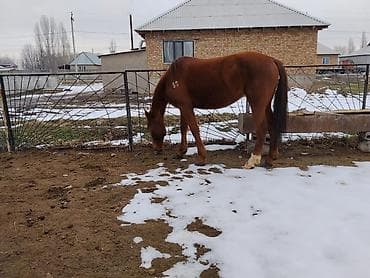 усыпление животных бишкек: Продаю | Кобыла (самка) | Рабочий — 4