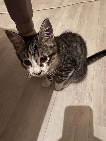 котята сиамской кошки: Котят к хорошим рукам,приучены к лотке — 3