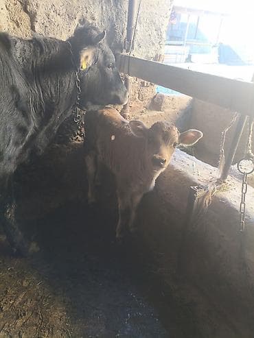 боос кой: Продаю | Тёлка | Для разведения — 10