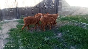 малёк рыбы: Продаю | Ягненок | На забой — 2