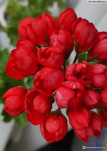 детки бегонии: Комнатные растения — сорта и черенки 1) Сенполия (фиалка) махровая, с — 9