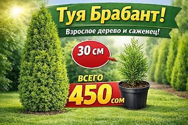 купить тую: Саженцы деревьев: Туи — 2