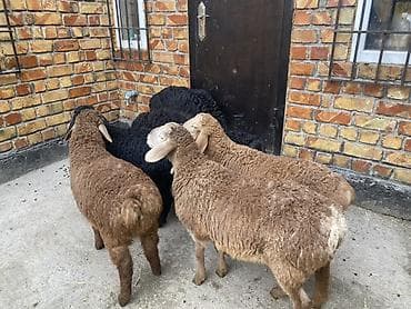 Үй жаныбарлары: Сатам | Козу | Союуга — 7