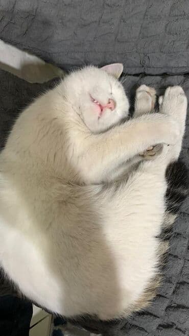 Ветеринар кызматы: 9 айлык, Эркек, Лотокко барууга үйрөтүлгөн — 6