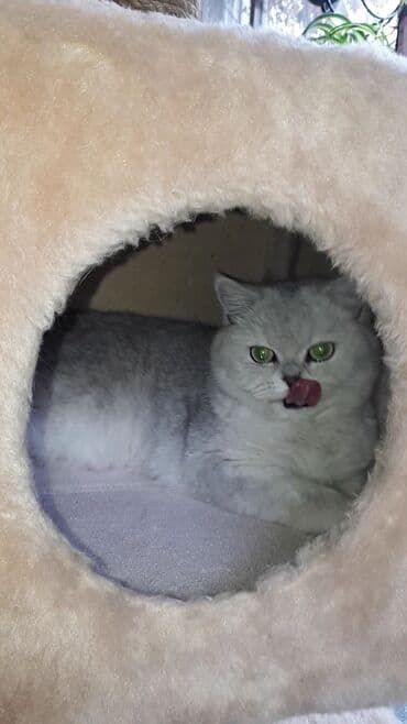 сколько стоят вислоухие кошки: Скотиш Страйт (Шотландская прямоухая), 1 месяц, Мальчик, Серебристая шиншилла, Приучена к лотку — 8