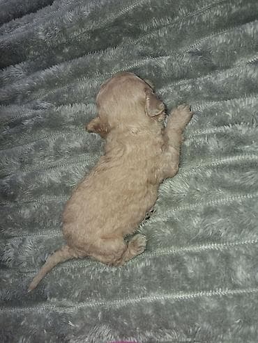 машки ит: Выставляются на предварительный резерв 4 щенка той пуделя . 3 Девочки — 4