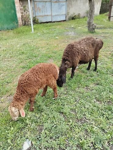 рыбы в кыргызстане: Продаю | Овца (самка) | Гиссарская | Для разведения | Матка — 1