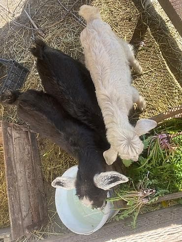 Сатам | Улак | Аргын | Көбөйтүү үчүн | Асыл тукумдуу — 2