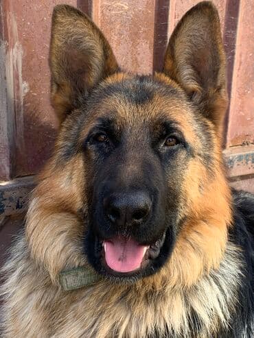 купить дрессированную немецкую овчарку: Немецкая овчарка, 3 года, Самец, С прививкой, С родословной — 1