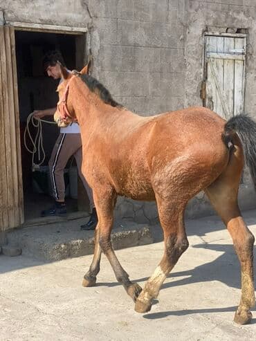 собака для охоты: Продаю | Жеребец | Английская — 3