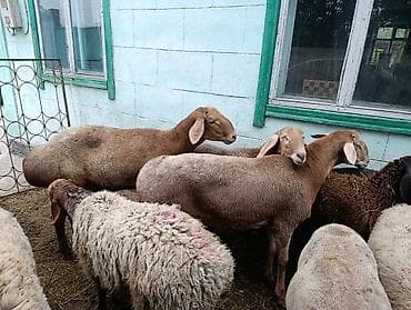 машинка для животных: Продаю | Баран (самец) | На забой — 5