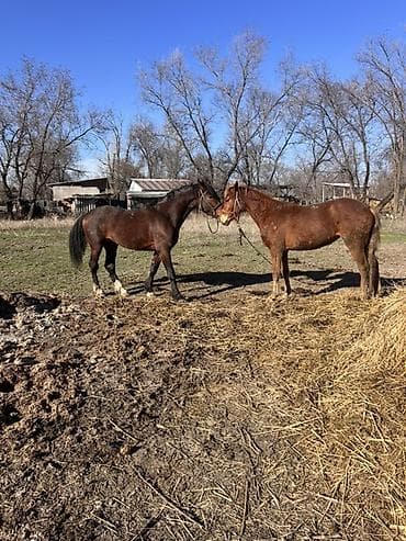 короз сатам: Сатам | Байтал | Көбөйтүү үчүн — 6