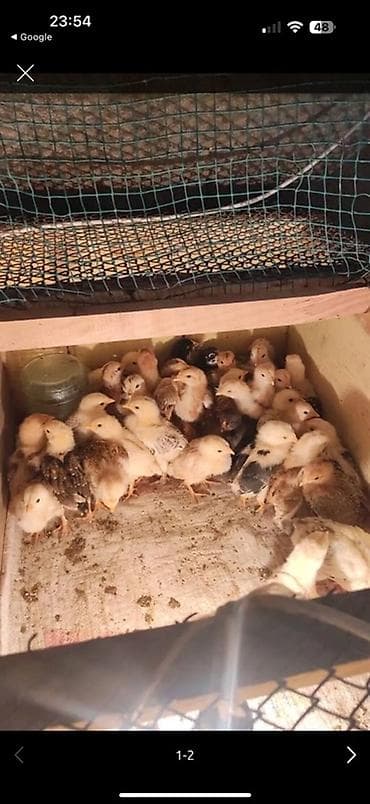 Продаю | Цыплята | Для разведения at lalafo.kg Продаю | Цыплята | Для разведения