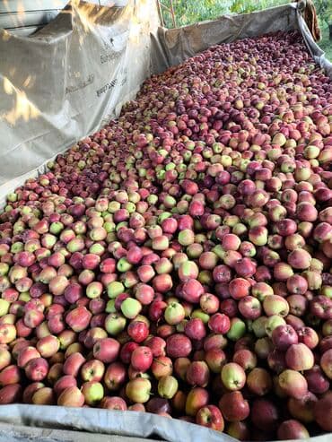 яблоко сочные: Яблоки Оптом — 2