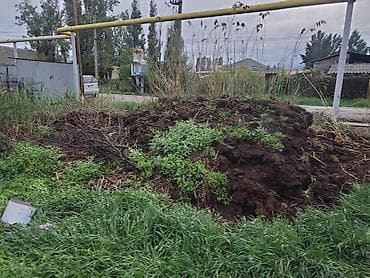 морковь кормовая: ОТДАМ ДАРОМ. Торф/перегной, плодородный грунт для участка адрес село — 1