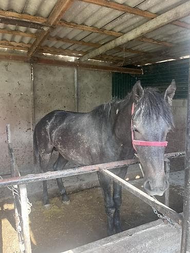 лошадь купить: Продаю | Жеребец | Рабочий — 1