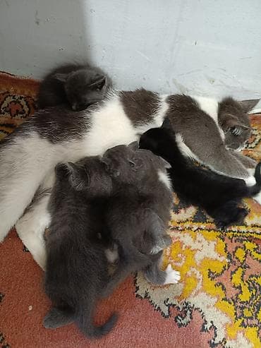 животные кошка: Котята от домашней кошки - Окрас: несколько серых (пепельно-серый — 1