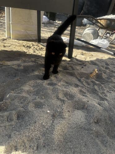 продажа вислоухих шотландских котят: Шотландские вислоухие смесь черный и белый котёнок - Очаровательный — 8