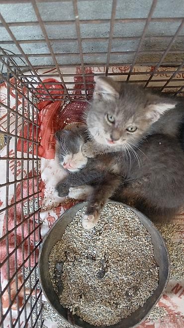 кошке: Котята серого окраса - одом,домашние короткошёрстные - Окрас — 1