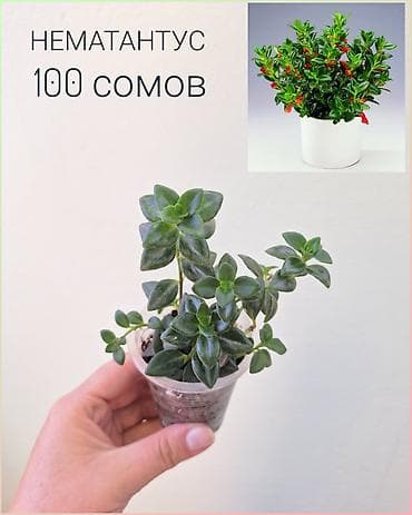 Бөлмө өсүмдүктөрү: 🌿 Комнатные цветы (укоренённые черенки/молодые растения/взрослые — 2