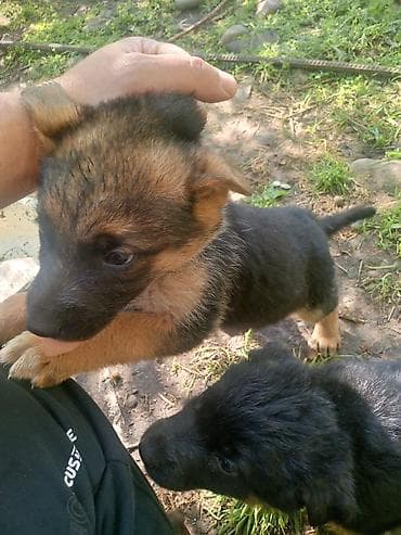 продам котят шотландских: Даром Щенки немецкой овчарки - Порода: немецкая овчарка (классический — 5