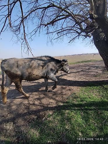 продается кашара: Продаю | Корова (самка) | На откорм, Для разведения | Привязанные — 5