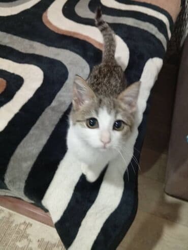 отдам даром вислоухого котенка: Мышык бекер берилет: Породасыз, 3 айлык, Эркек, Лотокко барууга үйрөтүлгөн, Курттардан тазаланган — 13